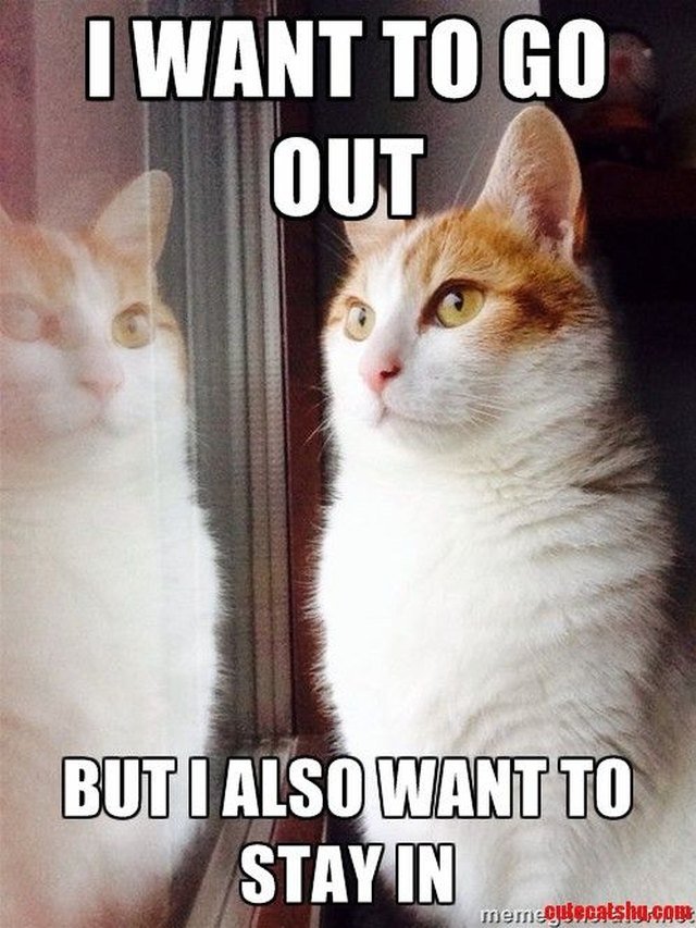 Cat meme