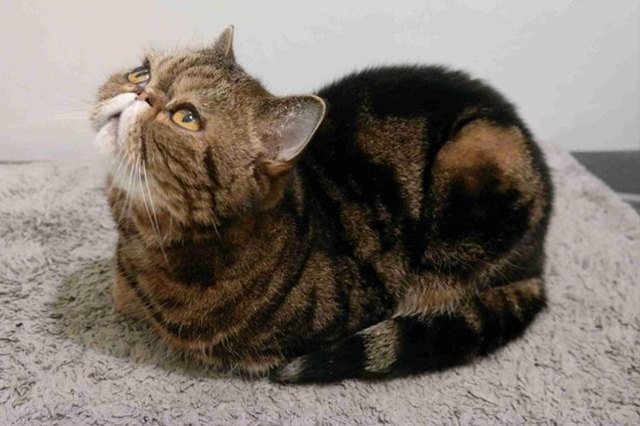 cat loaf looking up