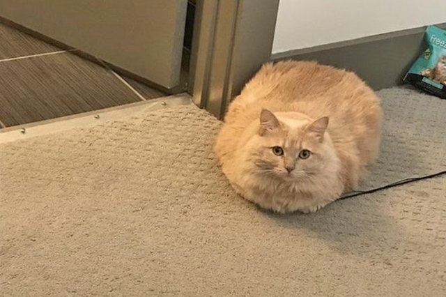 ciabatta cat loaf