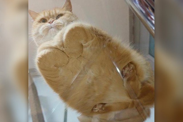 cat loaf on a glass table