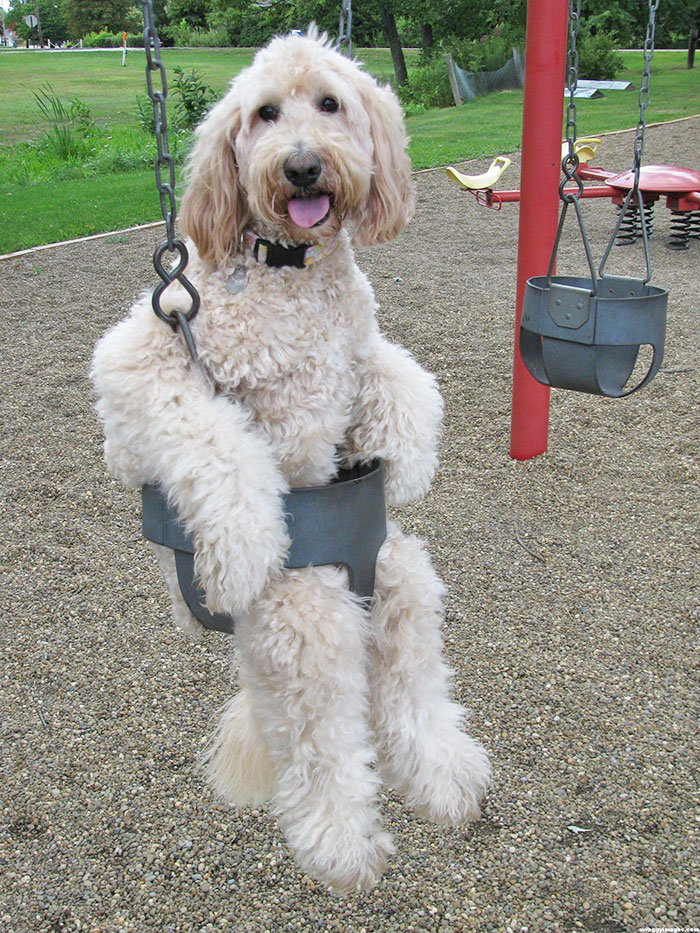 Goldendoodle Or Goldendude?