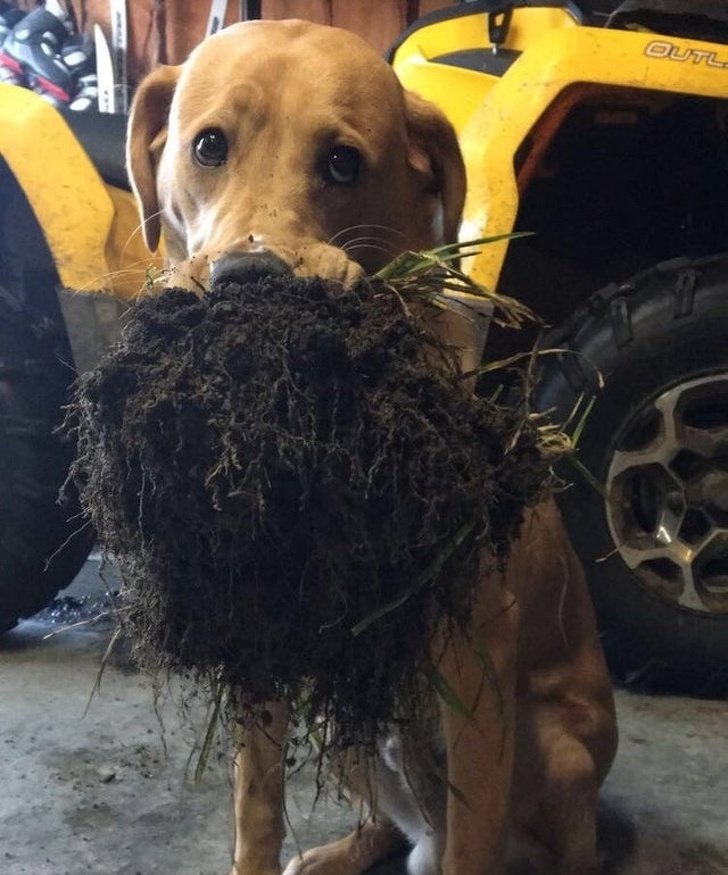 20 Pets que levaram os donos ao limite da loucura