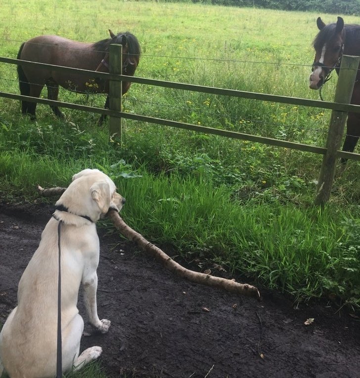 20 Pets que levaram os donos ao limite da loucura