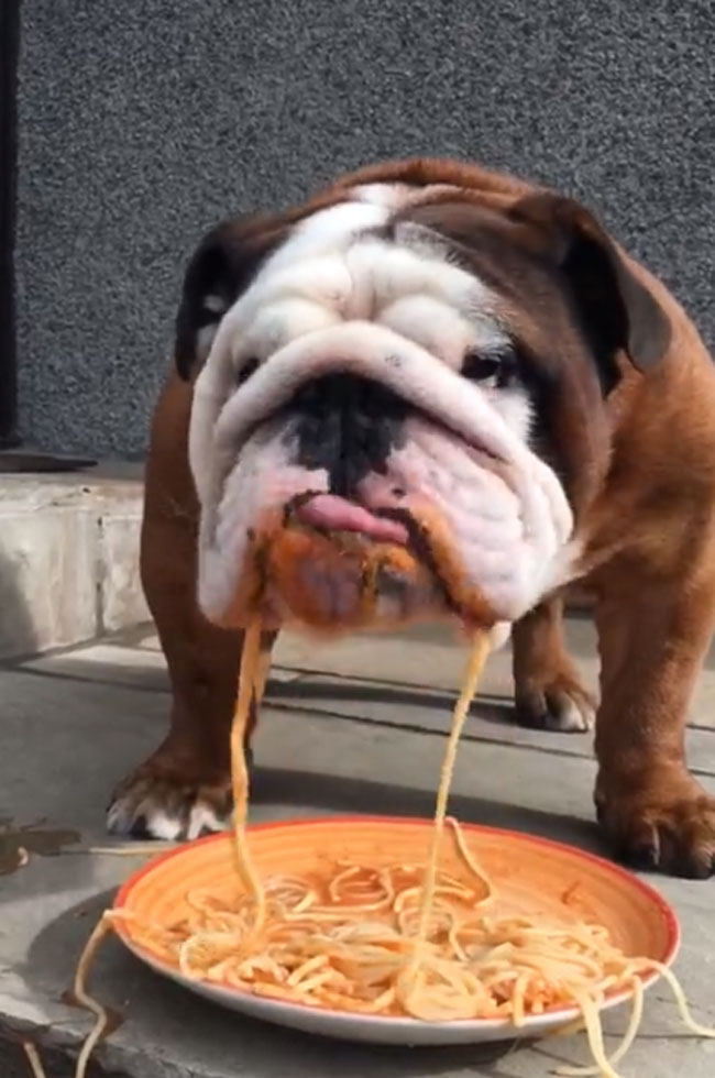 Video Of An Adorable Bulldog Eating Spaghetti Small Joys