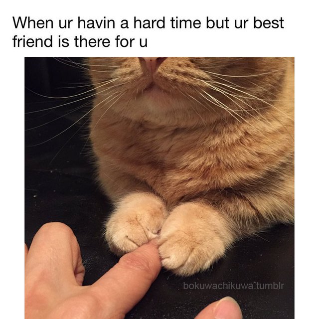 Top 19 funny cat memes 