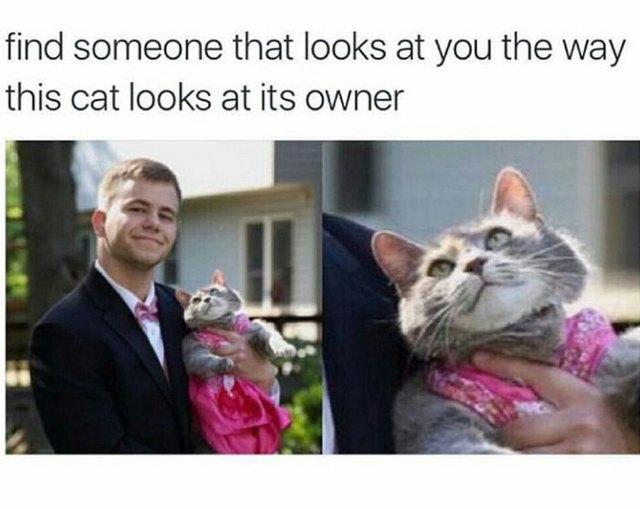 Top 19 funny cat memes 