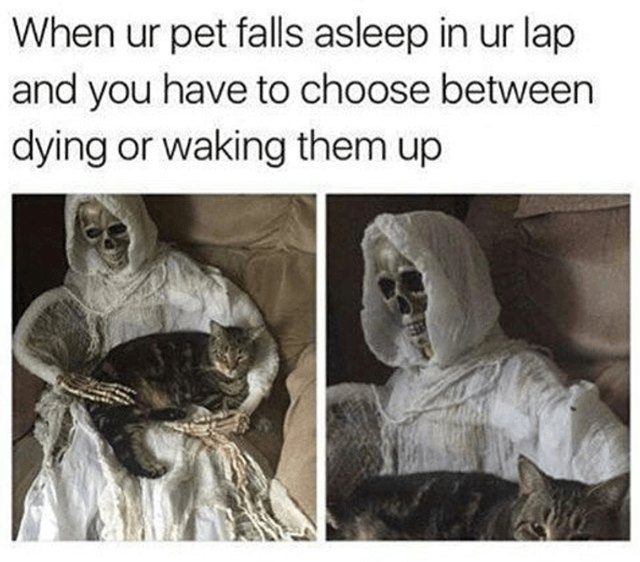 Top 19 funny cat memes 