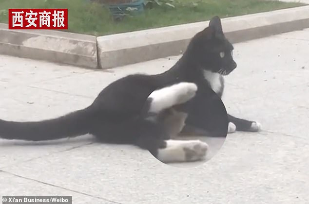 Trending footage shows the rodent running and hiding under the feline¿s belly, seemingly asking for cuddles after just being chased around by the cat, reported Chinese media