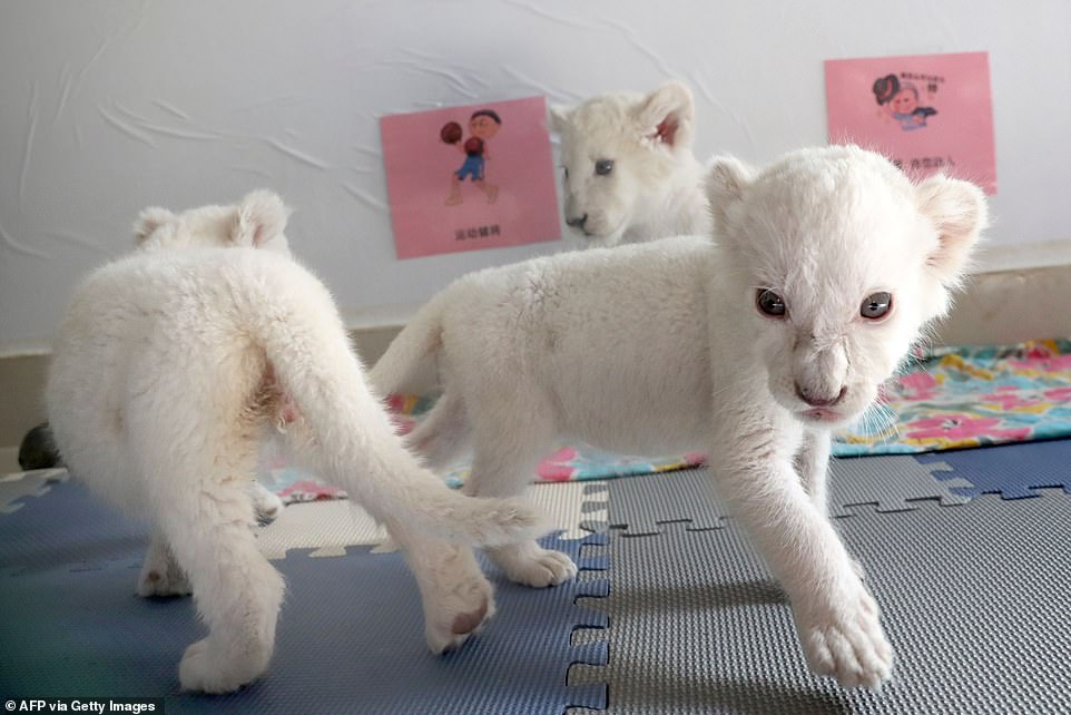 The one-month-old quadruplets, all males, are pictured playing with each other at the Nantong Forest Safari Park in Jiangsu