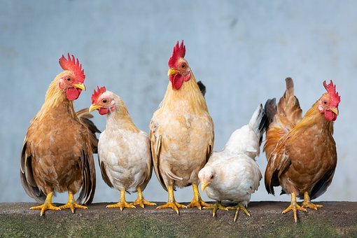 chickenだけじゃない⁉「鶏(にわとり)」の英語を徹底解説 ...