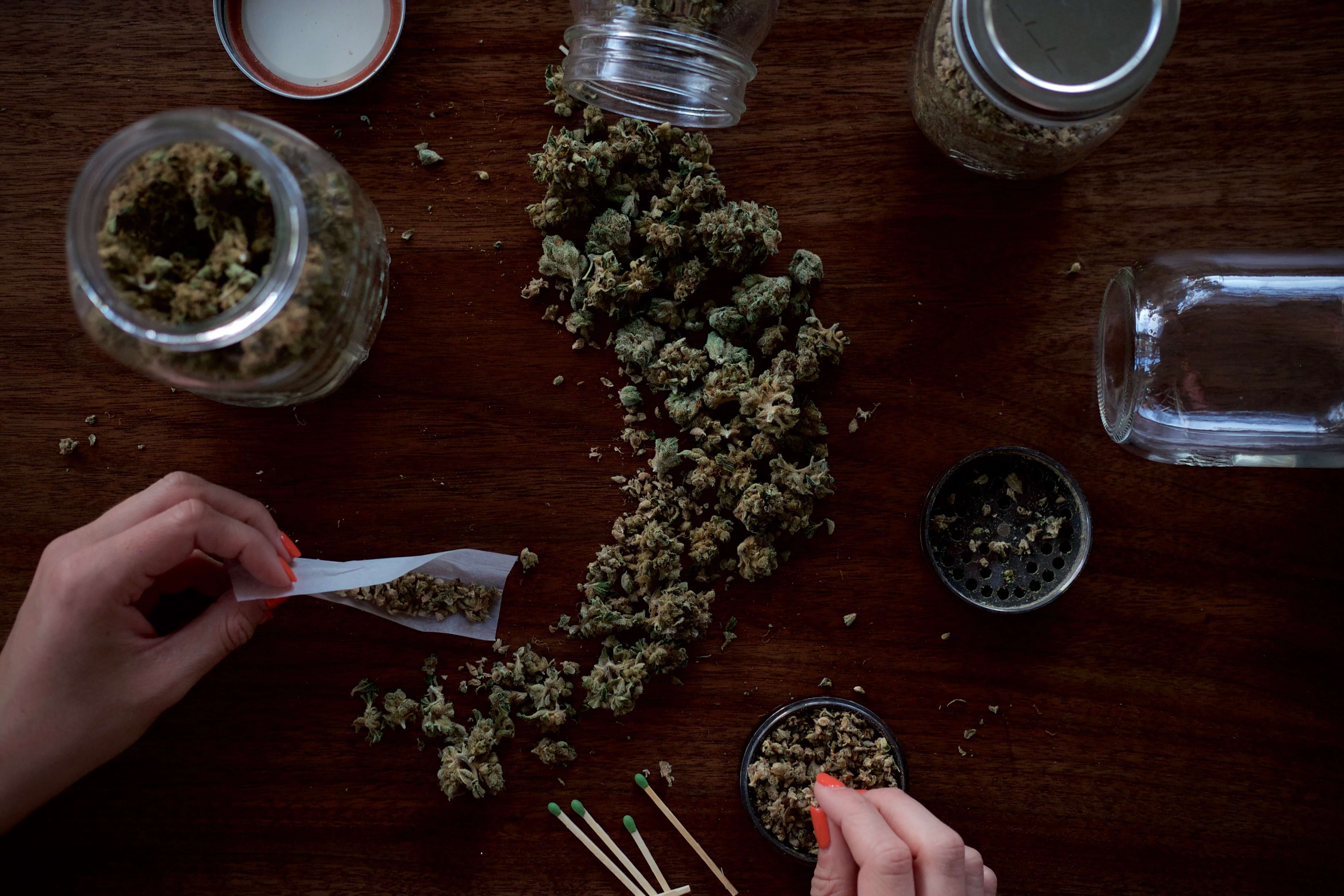 cannabis flower spread across a table, with hands rolling a joint