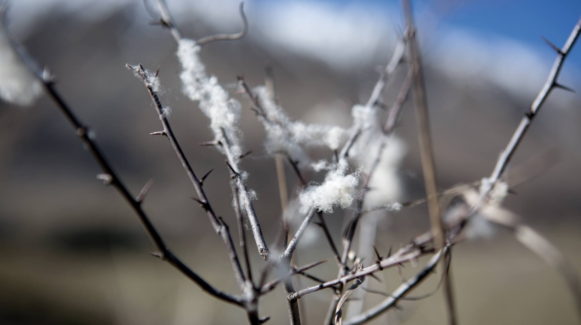 Qué es la lana merino? Propiedades y características – Marcotricot