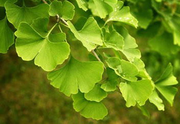 ginkgo.jpeg