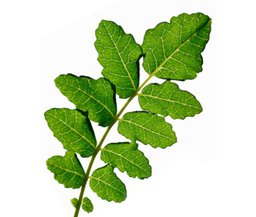 Boswellia1.jpg