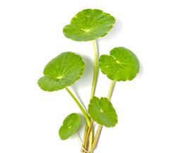 Centella-Asiatica1.max-256x256