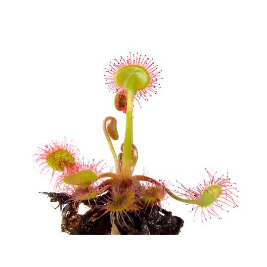 Drosera-compressor.jpg