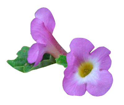 Harpagofito1.jpg