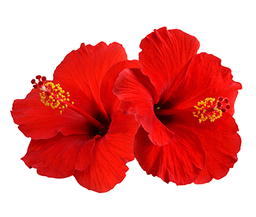 Hibiscus.max-256x256 Hibiscus.max-256x256
