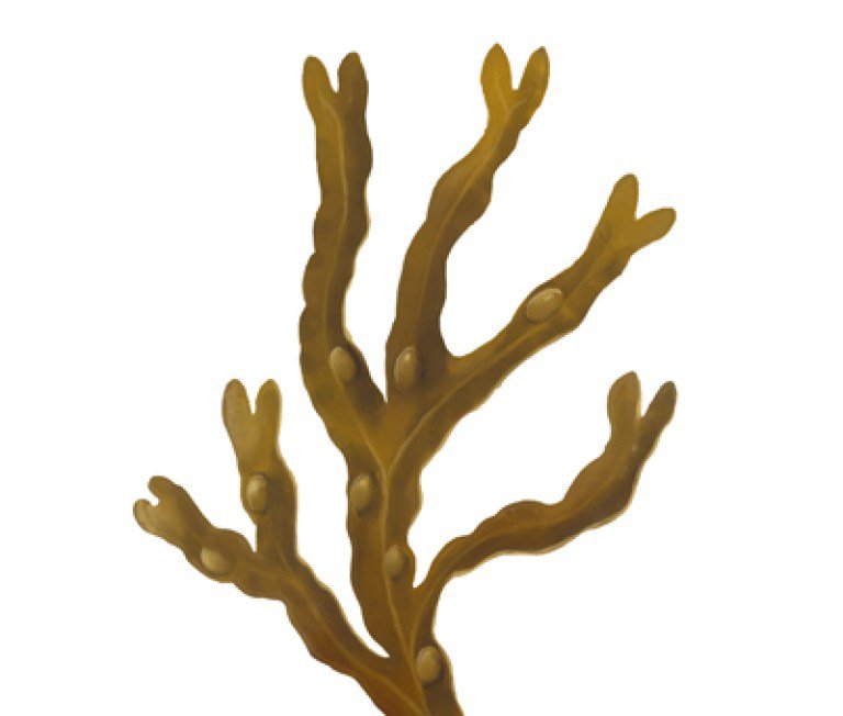 alga-fucus1.jpg