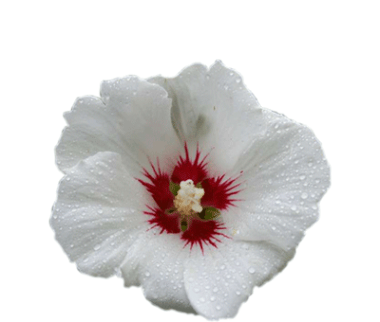 altheae_2.png