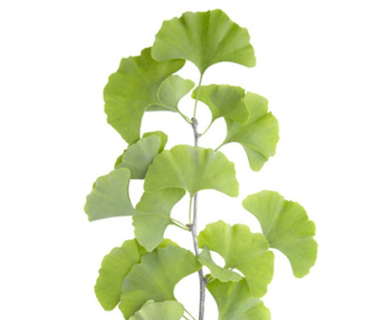 ginko1.jpg