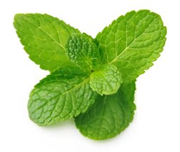 menta1.jpg