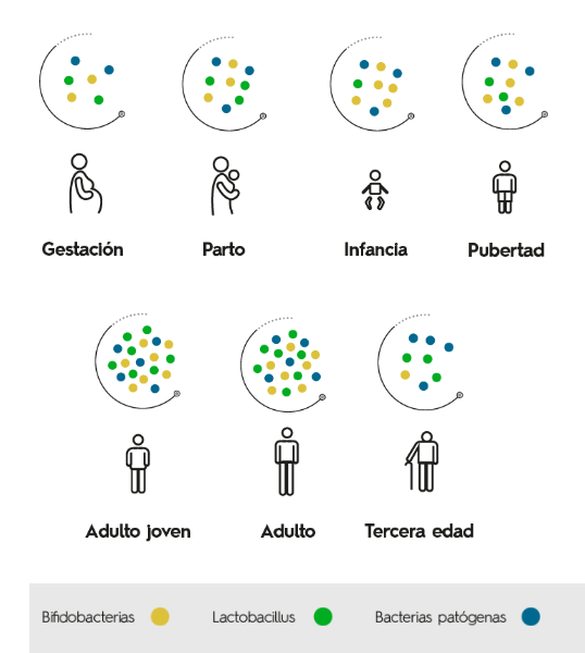 microbiota_4x3.png