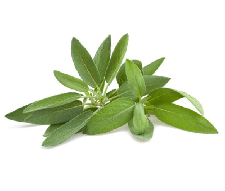 salvia1.jpg