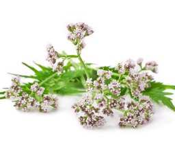 valeriana.jpg