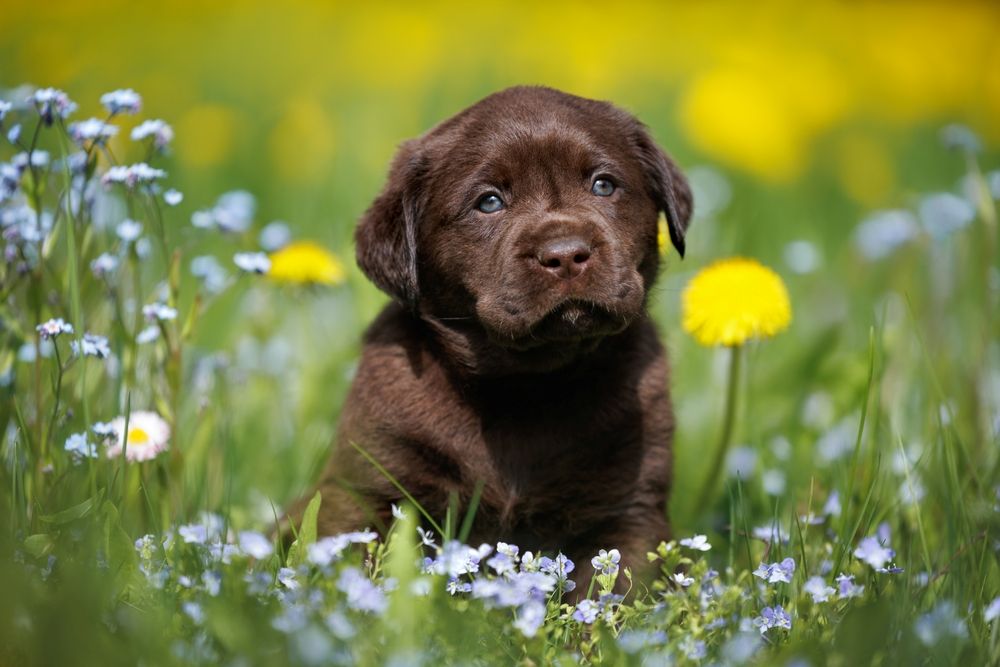 Narcolepsie_Labrador_shutt_2464143733_otsphoto