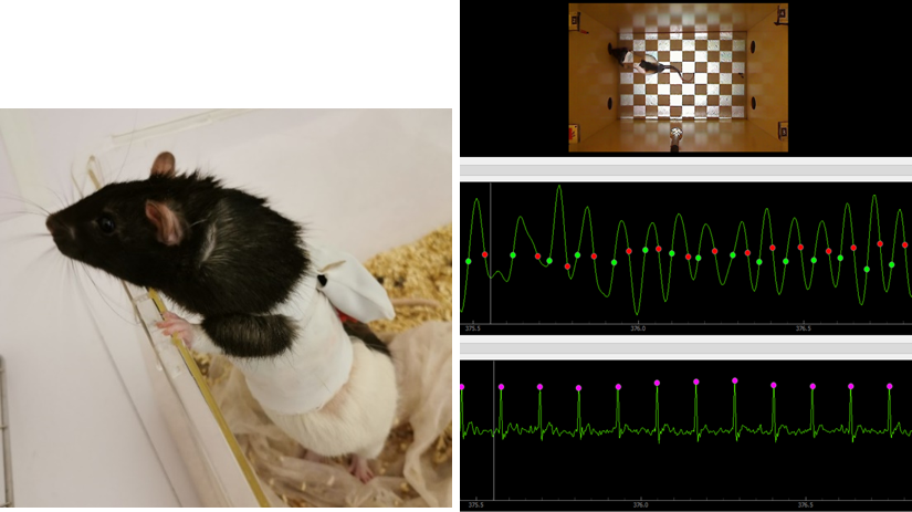 Nez à nez / expérience souris / copyright Alexandra Veyrac