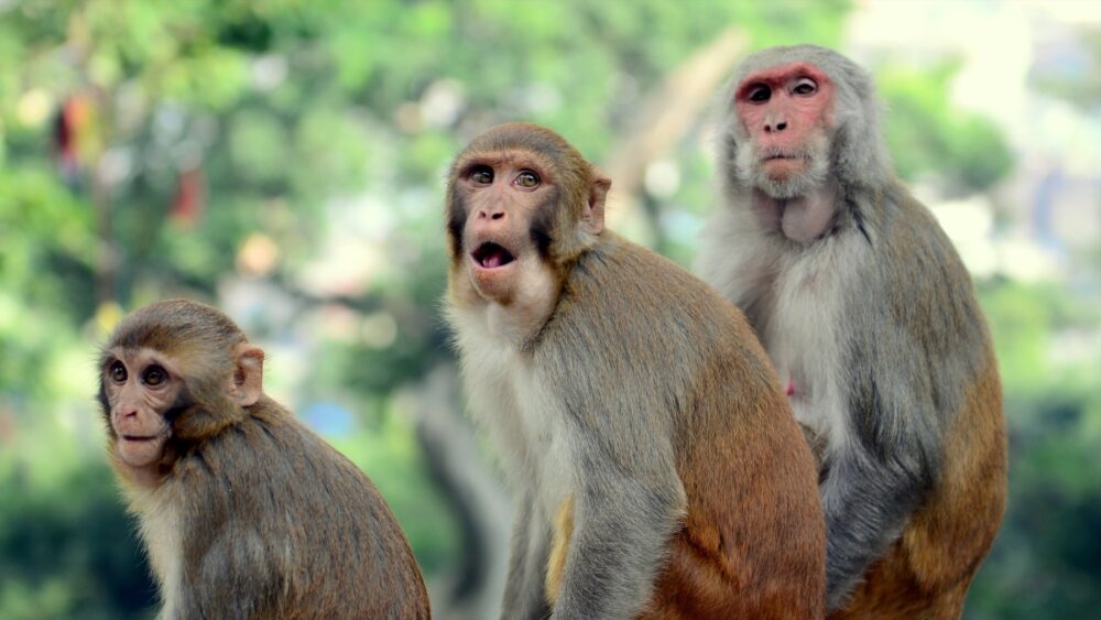 Comme nous, les macaques analysent les signaux de leur environnement en fonction du contexte socio-émotionnel ©Shutterstock/Wirestock Creators