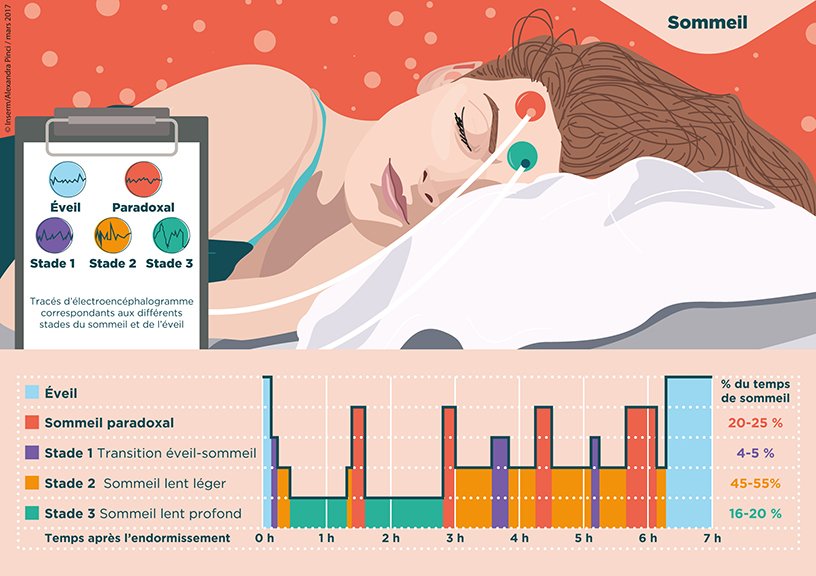 Stades du sommeil ©Inserm