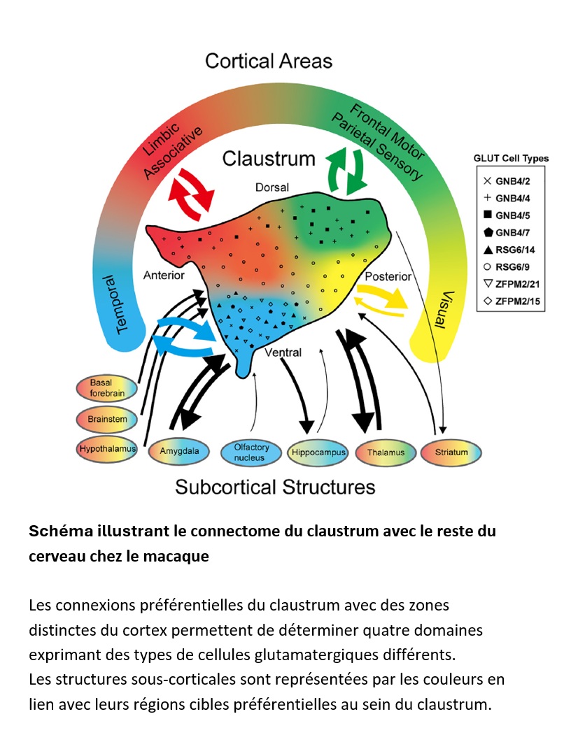 connectome claustrum Quentin Lemaitre