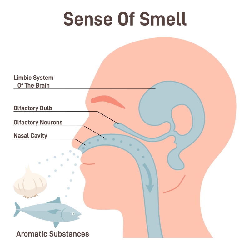 Sens of smell copyright Shutterstock_inspiring.team
