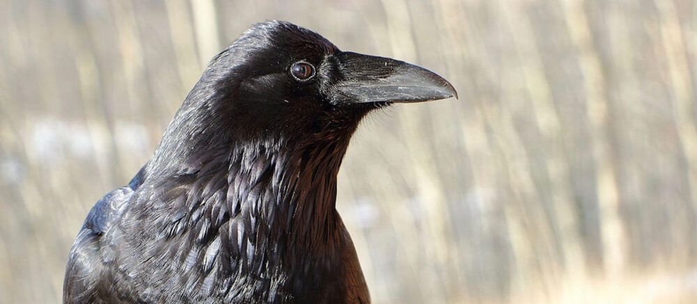 Le corbeau a une représentation innée du nombre d’objets qu’ils a sous les yeux (photo DR).