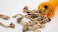 champignons hallucinogènes sortant d'un flacon en plastique orange