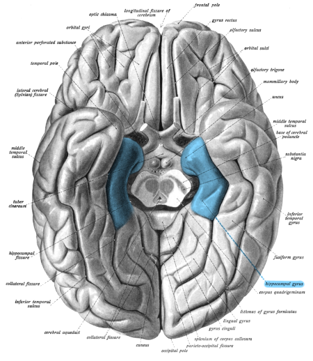 gyrus_Copy_CC