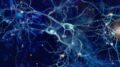 Épilepsie : la piste de la régénération des neurones perdus (©Shutterstock/whitehoune)