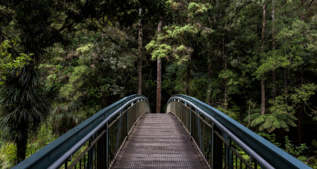 puente en medio de un bosque