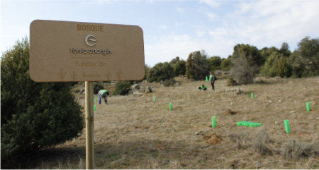 bosque-fenie-energia