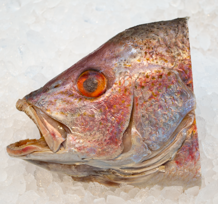 Cabezas De Pescado A Granel