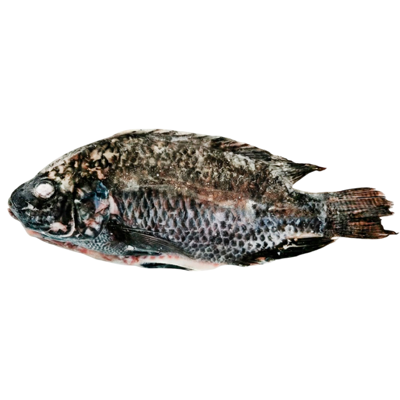 Mojarra Negra A Granel