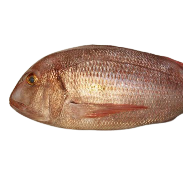 Pargo Mediano Fresco A Granel