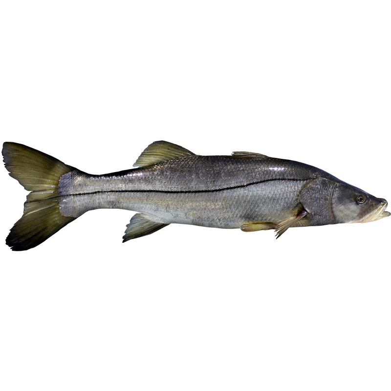 Robalo Entero A Granel