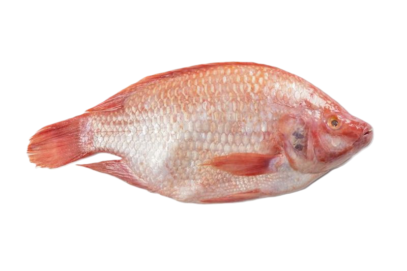 Tilapia Roja Platera A Granel