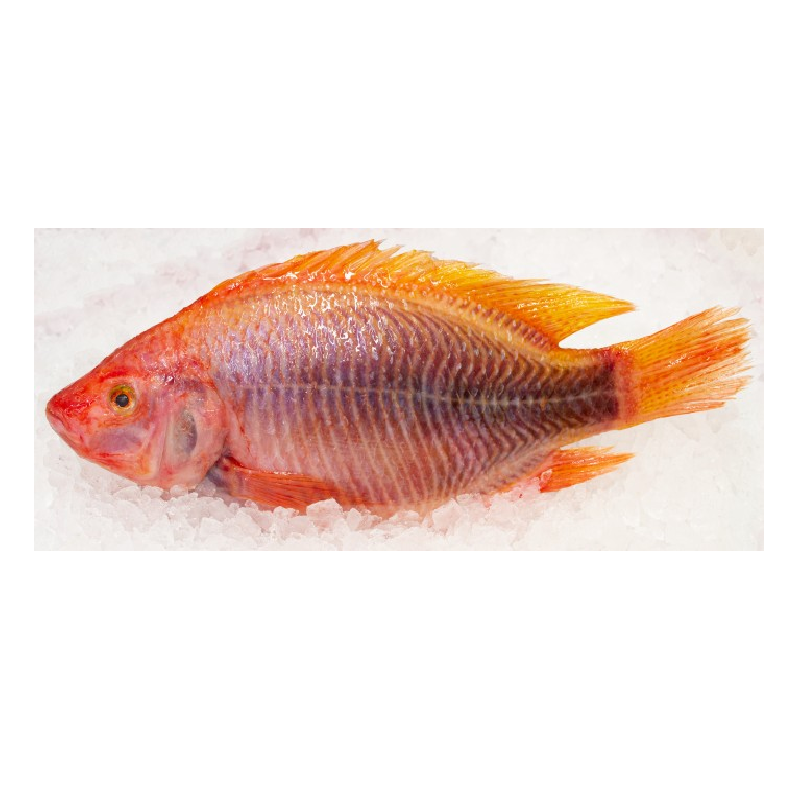 Tilapia Roja Extra A Granel