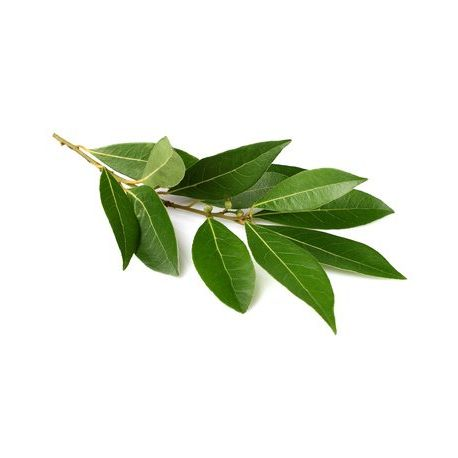 Laurel *Und