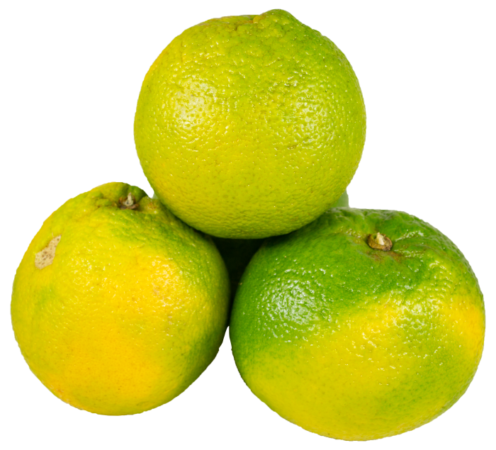 Naranja Dulce Miel A Granel