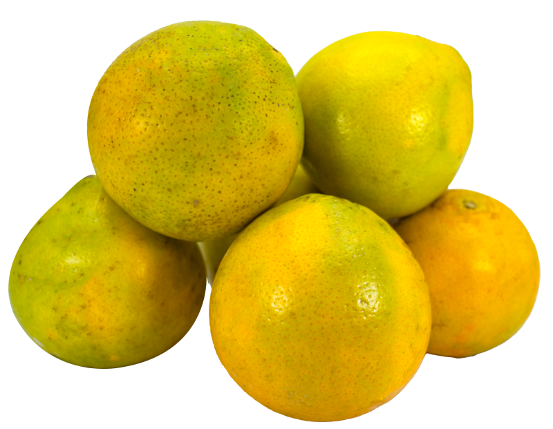 Naranja Tangelo A Granel